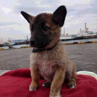 川で助けた子犬　3月　オス　