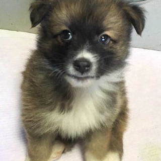 元気な男の子しょうきちです。