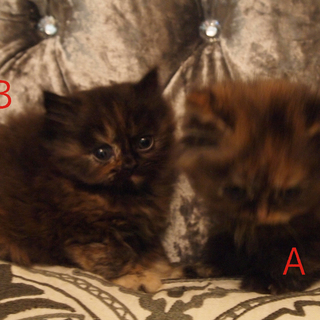 ペルシャ×マンチカンミックスロングヘアの女の子２匹