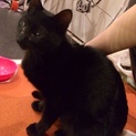 人が恋しい黒猫 生後6ヶ月★募集一時停止中★