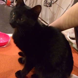 人が恋しい黒猫 生後6ヶ月★募集一時停止中★