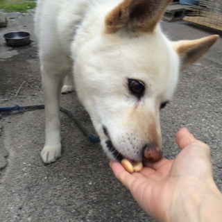 一人ぼっちになったマサをよろしく。