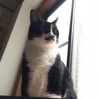 ちょび丸