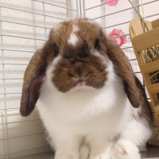 ホーランドロップの女の子です