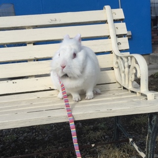 緊急！うさぎを引き取って下さい