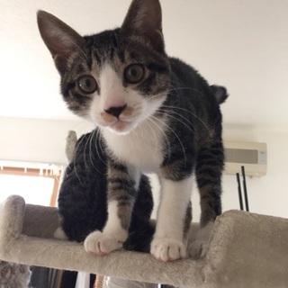 【募集一時停止中】奇跡のトムくん