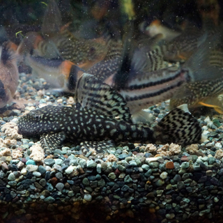 里親様ありがとうございました