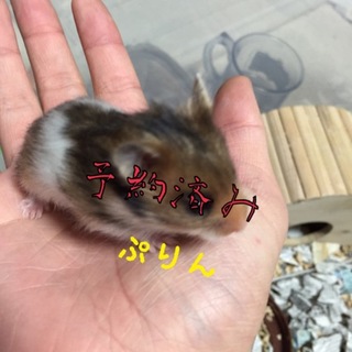 ゴールデンハムスター里親募集！2月23日生まれ✳︎