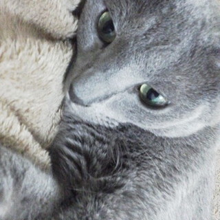 病気治療中の猫を救ってやってください　