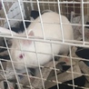 緊急！うさぎを引き取って下さい サムネイル4