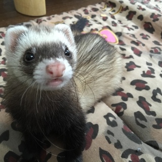 フェレット里親募集