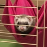 フェレット里親募集 サムネイル3