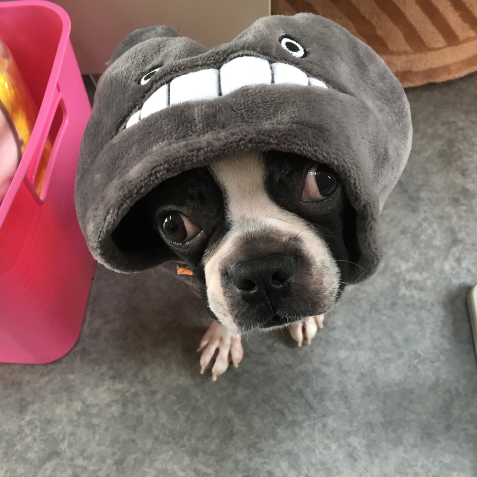 ふうのカバー写真