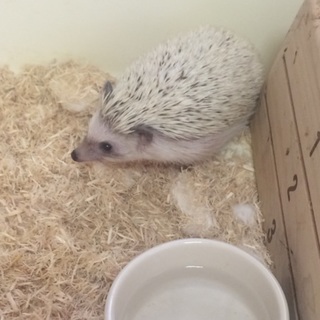 里親募集中です！