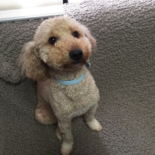 甘えンボで元気なトイプードルです。