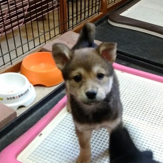 １月19日生まれのメイちゃん