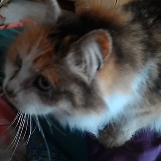 猫の里親募集しています!!!