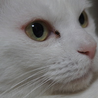 ミー