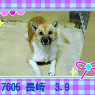 里親さまが決まりました　ありがとうございました