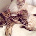 ベンガルキャットの仔猫（姉妹）
