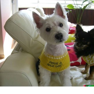 元気いっぱいの ウェストハイランドテリア♂