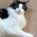 ミックス長毛オス美猫里親募集します