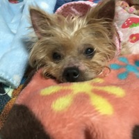 クレア