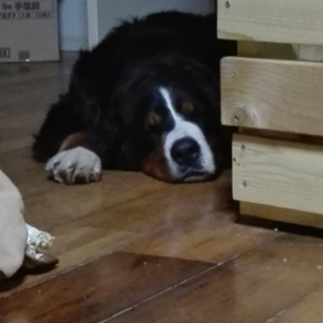 ゆり0315のカバー写真