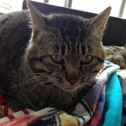 洗濯物、畳ませて～(´･_･`)