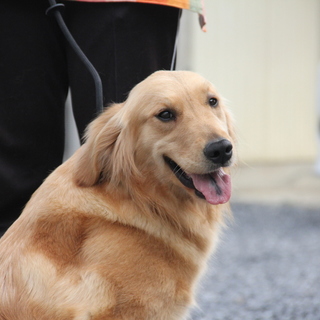 ゴールデン　1才女の子