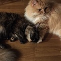 とっても可愛いマンチカン二匹