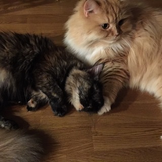 とっても可愛いマンチカン二匹