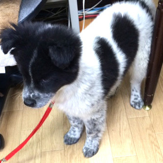 ボーダーコリーミックス？