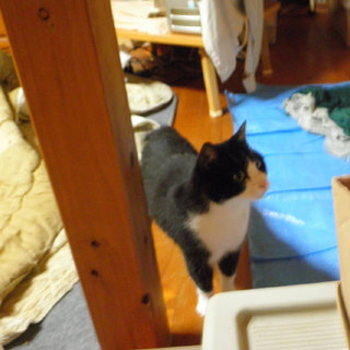 片目失明の猫(♂2才)です