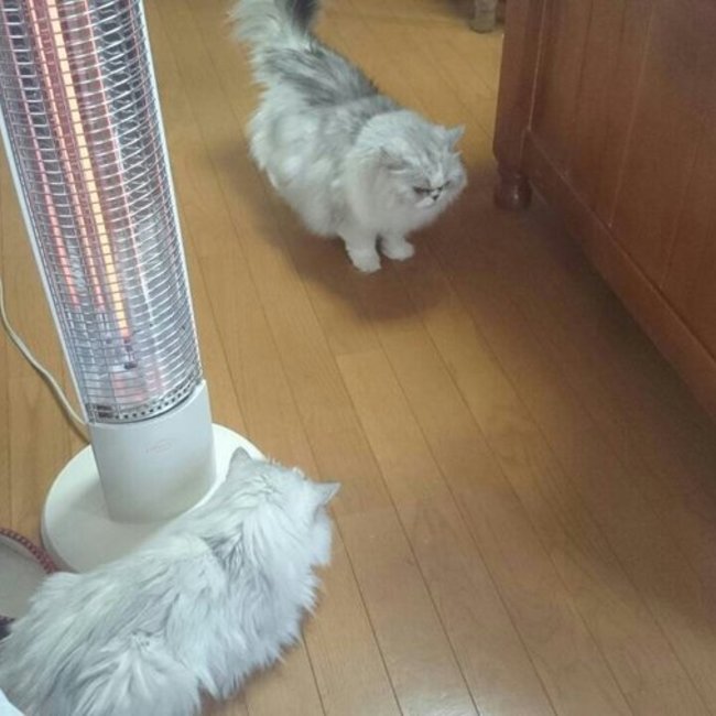 尾張のエリカ様のカバー写真