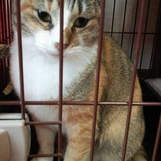 センター出身きなこ、きなこだけのお膝探してます