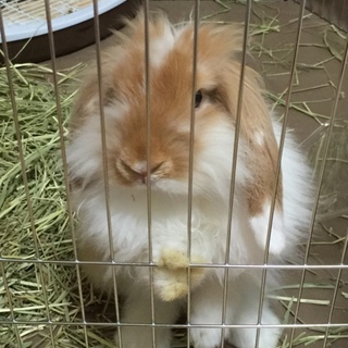 アメリカンファジーロップ（うさぎ）