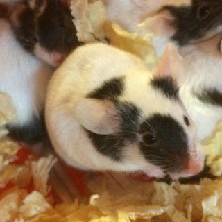 ハツカネズミ ブチ模様