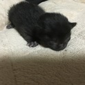 黒猫ちゃん