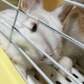 子ウサギ*\(^o^)/*