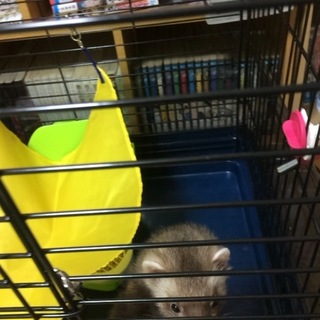 フェレットを引き取っていただける方。