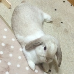 ごろーん♪