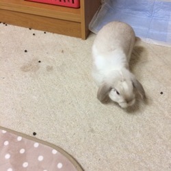 「ごろーん♪」サムネイル3