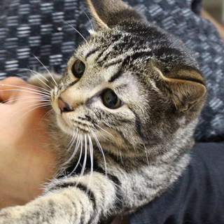 人間が怖い女の子だけど、幸せにしてほしいんです！！