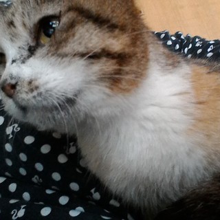 猫の里親募集しています!!!