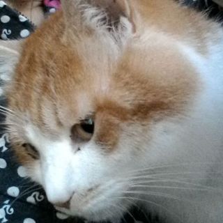 猫の里親募集しています!!!