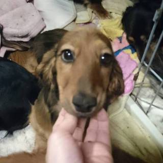 Ｍダックス　子犬ちゃん　レッドの男の子