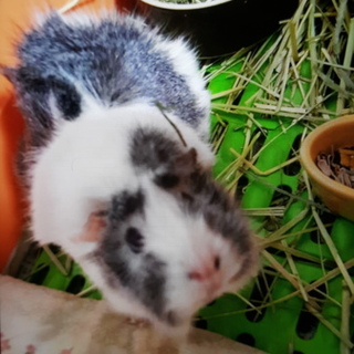 可愛いモルモットの女の子です