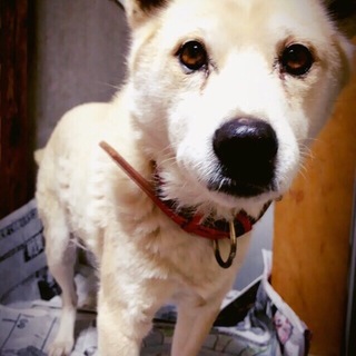 一身上の都合により里親を探してます。