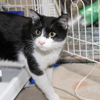 優しい八割れ君。